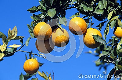 Oranges, citrus sinensis, against Blue Sky, Orange Tree in Australia Stock Photo