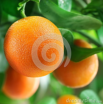 Oranges on a citrus tree. Stock Photo