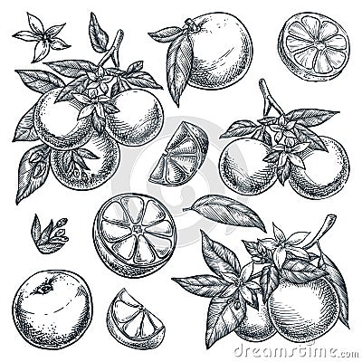 Oranges citrus tropical fruits set. Hand drawn sketch vector illustration. Citric isolated design elements Vector Illustration