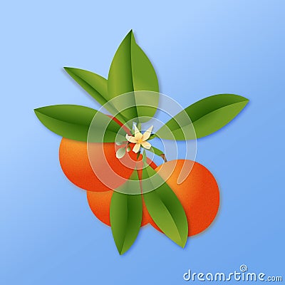 Oranges fruit. orange color. tangerine. organic fruit healthy. blossoming Stock Photo