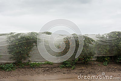 Oranges Groves autumn rainy landscape Stock Photo