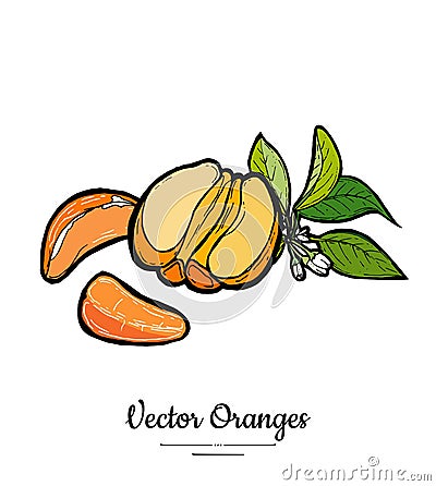 Oranges set vector isolated. Half peeled orange mandarin, slices, flowers leaves. Fruits collection hand drawn set Vector Illustration