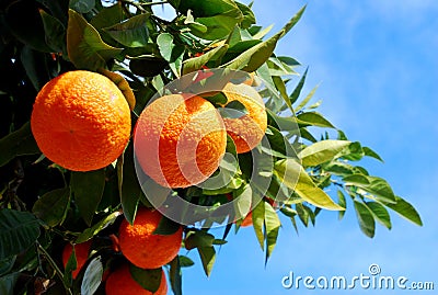 Oranges On A Tree Stock Photo