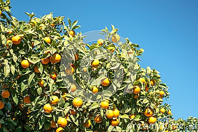 Oranges tree with oranges Stock Photo