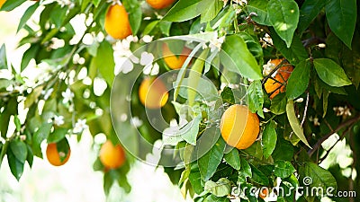Oranges tree Stock Photo