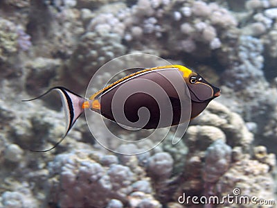 Orangespine unicornfish Stock Photo