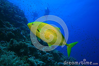 Orangespotted Trevally and Scuba Divers Stock Photo