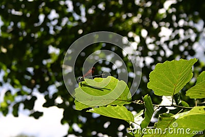 Orangewinged dropwing - Tarifa Stock Photo