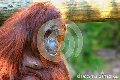 ORANGUTAN Stock Photo