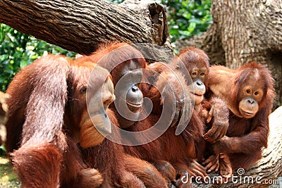 Orangutan Stock Photo