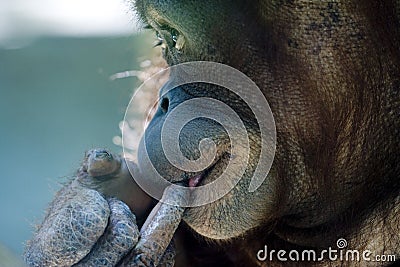 Orangutan Stock Photo