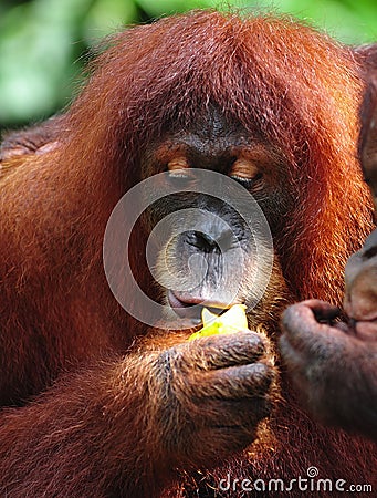 Orangutan Stock Photo