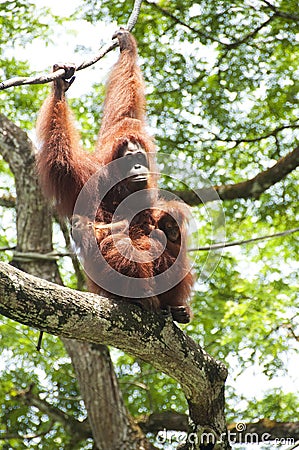 Orangutan and babies Stock Photo