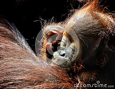 Orangutan baby Stock Photo