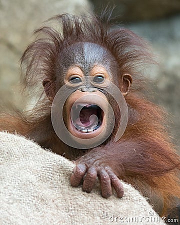 Orangutan - Baby with funny face Stock Photo