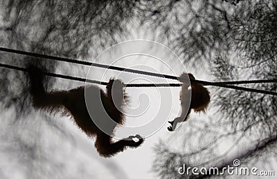 Orangutan baby reaching for its mothers hand, in Semenggoh Nature Reserve, Borneo, Malaysia Stock Photo