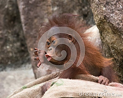 Orangutan - Baby with surprised look Stock Photo