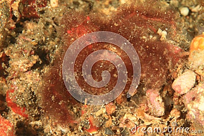 Orangutan crab Stock Photo