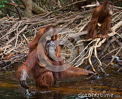Orangutan drinking water from the river in the jungle. Indonesia. The island of Kalimantan (Borneo). Cartoon Illustration