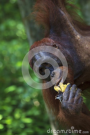 Orangutan Stock Photo