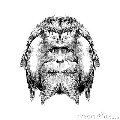 Orangutan Vector Illustration