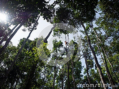 Orangutan high in the trees at Tanjung Puting National Park in B Stock Photo