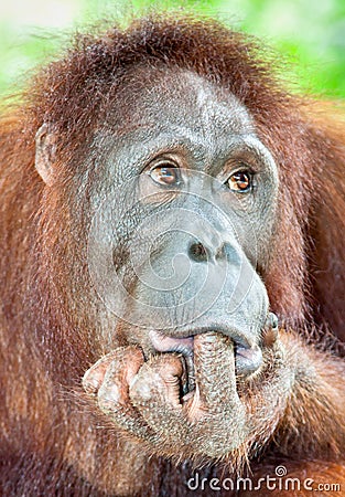 Orangutan in the jungle of Java, Indonesia Stock Photo