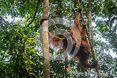 Orangutan in jungle portrait. Stock Photo