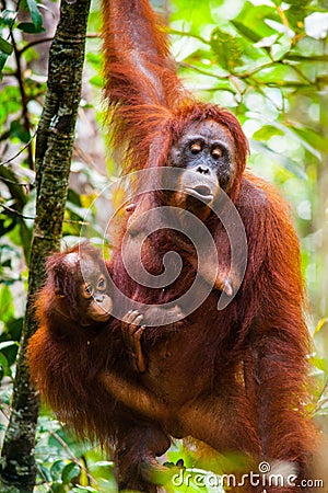 Orangutan kalimantan tanjung puting national park indonesia Stock Photo