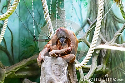 Orangutan misses the zoo Stock Photo