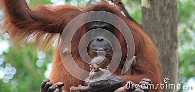 Orangutan mother and baby Stock Photo
