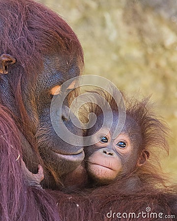 Orangutan - Mother and Baby Stock Photo