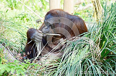 Orangutan mother eating Stock Photo