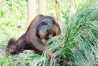 Orangutan mother Stock Photo