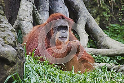 Orangutan (Pongo pygmaeus), Borneo, Indonesia Stock Photo