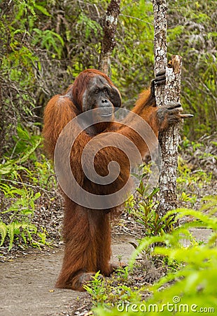 Orangutan stands on its hind legs in the jungle. Indonesia. The island of Kalimantan Borneo. Cartoon Illustration