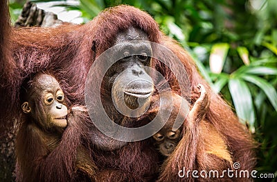 Orangutan with two babies Stock Photo
