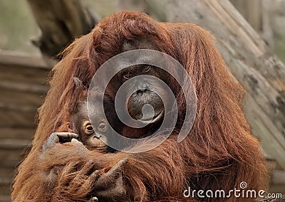 Orangutans at Zoo Tampa at Lowery Park Stock Photo