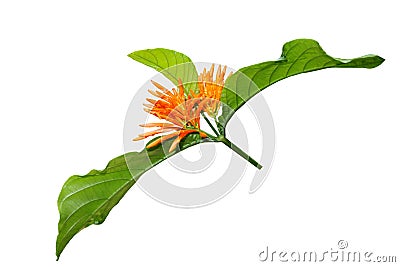 tropische bloem oranje oranje exotische bloem royalty vrije stock fotografie tropische bloem oranje oranje exotische bloem royalty vrije stock fotografie