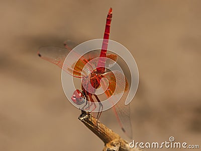 Oranje zonnewijzer, Orange-winged Dropwing, Trithemis kirbyi Stock Photo