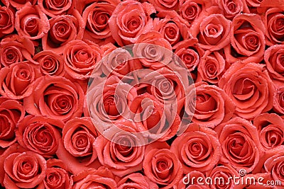 Oraqnge roses packed side by side Stock Photo