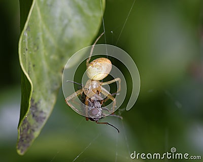 Orb Spider - Metellina segmentata Stock Photo