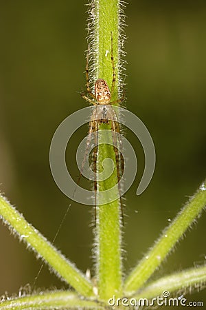 Orb Spider - Metellina segmentata Stock Photo