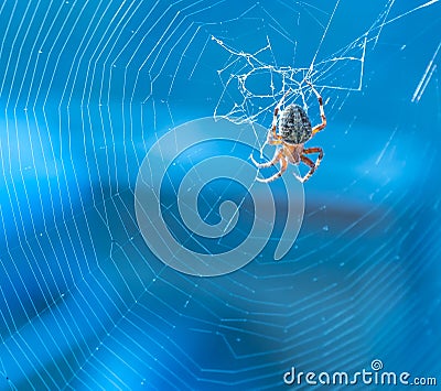 Orb weaver spider in the middle of their web with a blue background Stock Photo