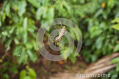 Giant wood spider trapped a mantis in focus Stock Photo