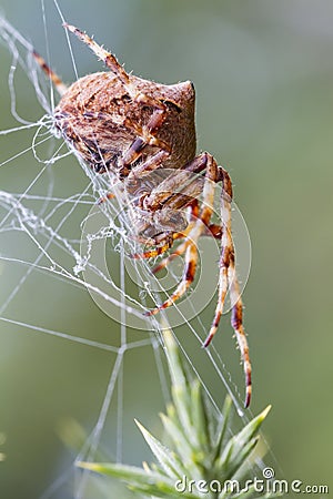 Orb Weaving Spider (Araneus angulatus) Stock Photo