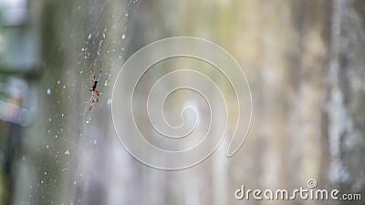 Orb-web spider in national forest area Stock Photo