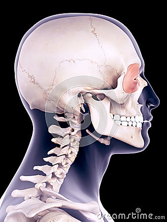 The orbicularis oculi Cartoon Illustration