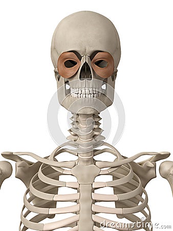 The orbicularis oculi Stock Photo