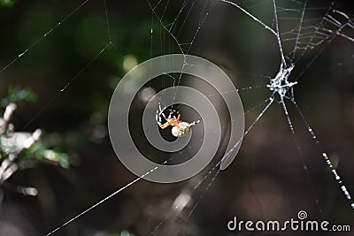 Orbweaver Spider with a Yellow Patterned Abdomen Stock Photo
